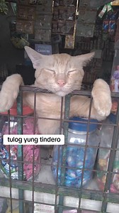 ‘WALA, SARADO, TULOG ‘YUNG TINDERO’ 😆 Netizens were charmed by an adorable video of a fur baby sleeping in his favorite spot. Described as “super antukin,” Arabella Jasel Tiqui’s fur baby, Garfield loves to nap with his head resting on the window of their store in Taytay, Rizal. “Super antukin niya, lagi po siyang nasa tindahan and yung window ay isa fave na spot niya,” Arabella shared in an interview with The Philippine STAR. She added that Garfield sleeps during the day because he is active a