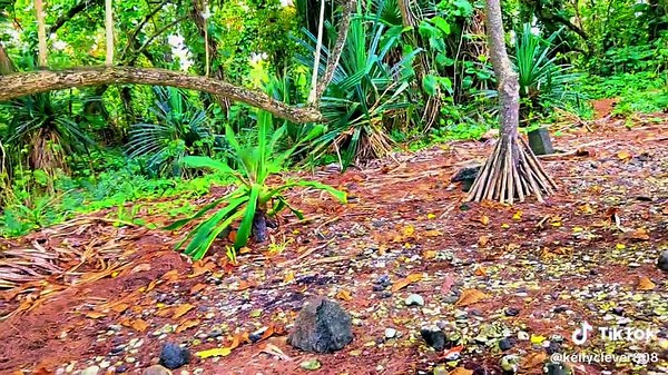 Coming Home-stickfigure #anotherdayinparadise #iwanttogoviral #fyp #foryoupage #foryoupageofficiall @Stick Figure @stickfiguremusicofficia1 @Scott Woodruff