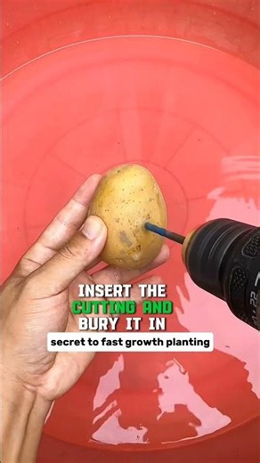 Make cuttings this way to grow them fast. #plants #shorts #agriculture