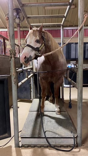 Horse Semen Collection Process Explained