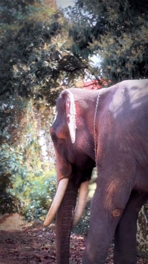 KOMBAN 🐘🤍🔥 #kombanholidays #kombanbangaloreofficial #touristbuslover #shortsfeed #shorts#viral#reels