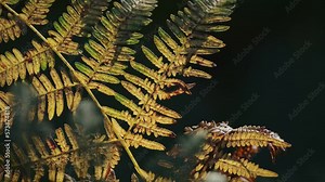 Colourful Leaves Close Up Waving in the Wind Slow Motion, Beautiful Warm Coloured Plants Moving in in Dark Dramatic Scenery, UK Plantlife in Richmond Park, London, England, UK