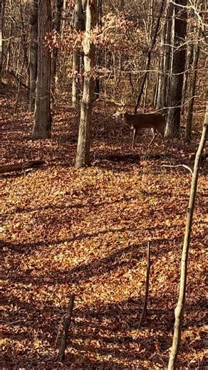 Sights of the Western Kentucky woods in November. All day sits and time away from everyday life is where it’s at. | Premier Outfitters