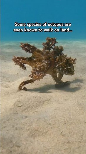 Tiny octopus walking across the ocean floor in Hawaii!! Awesome diving discovery