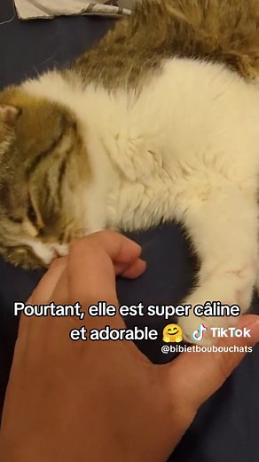 Les animaux de refuges sont super attachants et si reconnaissants 🥰 N'hésitez pas à les adopter, ce sont des amours ! #chats #chat_mignon #chat #cutecat #kitty #cat #chatrefuge #adoption #adoptionchat #refuge #chaton #chatdamour