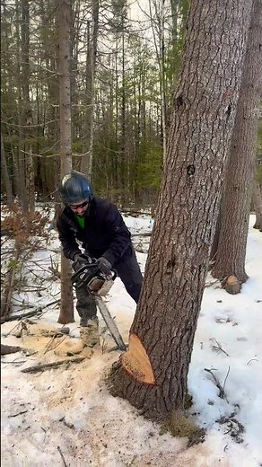 This is CUT, is for LEANING TREES