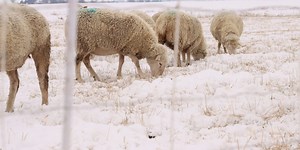 Wool, beer and cleaner water: Just a few Iowa products from an experimental grain