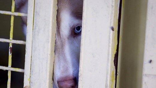 83K views · 662 reactions | Meet the dogs of the animal shelter that’s about to be transformed by Pet Nation Renovation! Watch the full show tomorrow at 10pm EST. | Animal Planet | Facebook