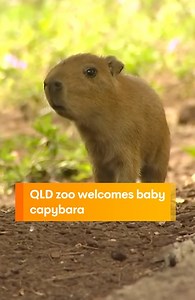 Darling Downs Zoo in Queensland has welcomed a baby capybara into the herd...how cute is she 🥹 #capybara #capy #rodent #southamericanrodent #darlingdowns #zoo #queensland #qld #sunriseon7 WATCH SUNRISE FOR MORE | @7plus ☀️ | Sunrise