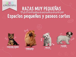 Los perros tienen formas, tamaños y personalidades diferentes, la mayoría se distinguen por las razas a las que pertenecen. ¿Cuál es el adecuado para ti? | ABC Cachorro
