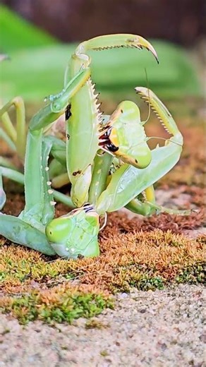Fierce Duel Between Two Praying Mantises!