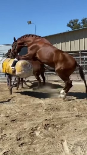 Big Red y Nora: ¡Haciendo un bebé caballo!