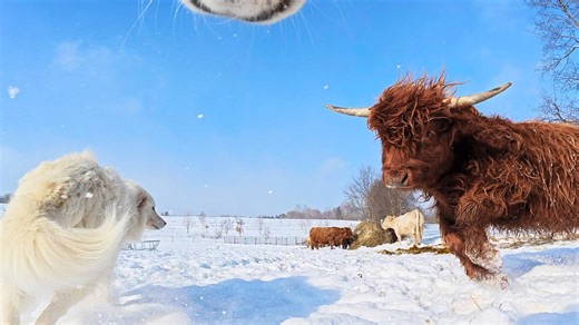 Farm Animals Take on Snow: Winners and Losers