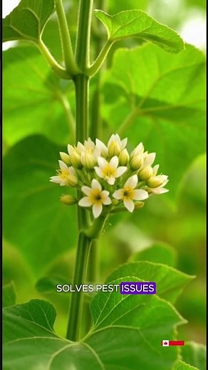 How to Grow Luffa (Sponge Gourd) at Home #homegardening #beginnergardening #naturenurturehub