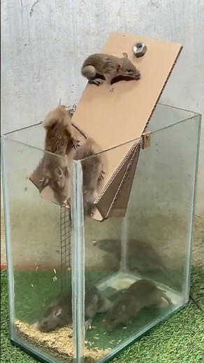 #CatchingMice #Mouse #MouseCatchingArtifact #rat #rattrap #mousetrap #diymousetrap #pesttrap
