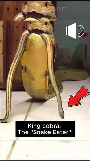 This Is What A Cobra's ROAR Sounds Like!🐍🔊 #cobra #kingcobra #shortsfeed