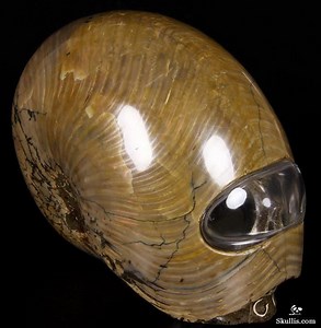 Nautiloid - Alchetron, The Free Social Encyclopedia