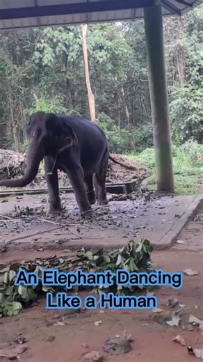 When Elephants Dance to Nature’s Rhythm 🐘💃#shorts #nature #travel #shortsfeed #automobile