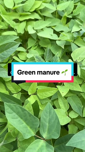 How to Grow Green Manure Crops for Soil Health & Weed Suppression