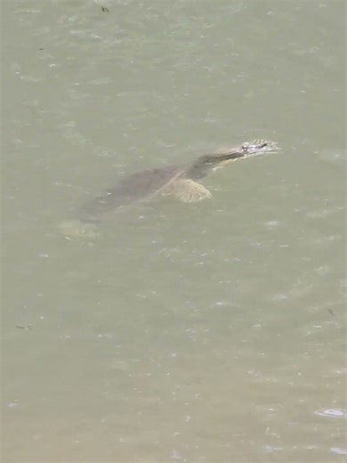 Spiny Softshell Turtle Central Creek