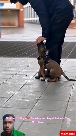 Wonderful Dogs ❤️ Amazing and Loyal Animals You Will Love #malinois #germanshepherd #pets #dogs