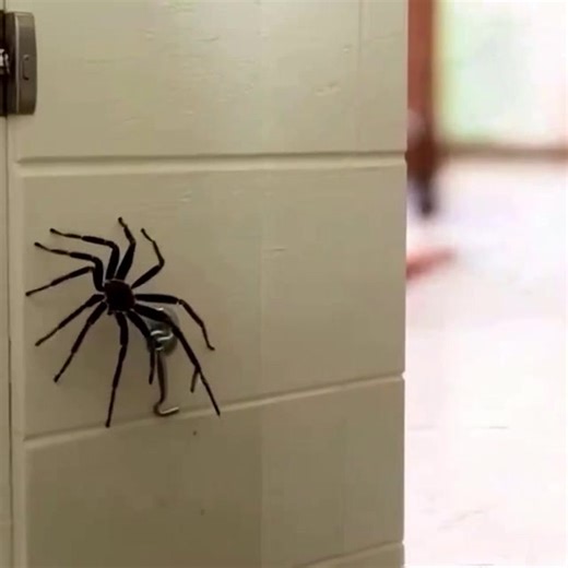 11K views | Saviez-vous que : Quand une araignée visite votre maison, c'est le signe de... Voir plus | Infos Swag | Facebook