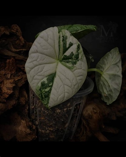 Just launched in the UAE! 🇦🇪 SHOP NOW!!! 🪴Link in bio #mottledmonster #rarehouseplants #availabenow #dubai #rareplants www.mottledmonster.com