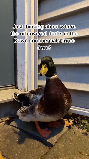 Oil Covered Ducks in Dawn Commercials