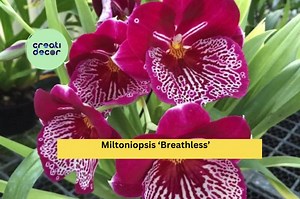 Miltoniopsis ‘breathless’ Orchid – 1 Bare Root Bulb, Pansy Orchid Starter Plant - Etsy