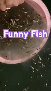 FUNNY FISH Moments You Can’t Stop Laughing At 😂🐠 | Hilarious Fish Reactions #shorts
