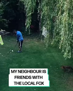 6M views · 38K reactions | Playful fox loves helping his friend practice golf 力 | Furry Tails | Facebook