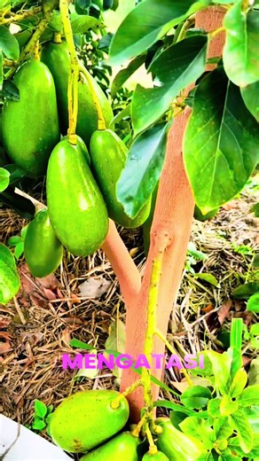 Cara Mengatasi Pohon Alpukat Sulit Berbuah Agar Cepat Berbuah