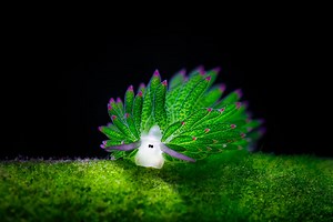 10 Photos of Sea Slugs That Will Blow Your Ocean-Lovin’ Mind