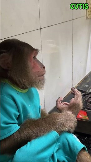 CUTIS Show Off Cooking Skill to Prepare a Delicious Dinner for Family #cutis #monkey #animals #cute