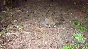 File:Kiwi chasing stewart island nz.ogv - Wikimedia Commons