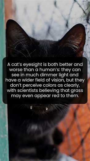 Scientists Say Grass May Look Red to Cats