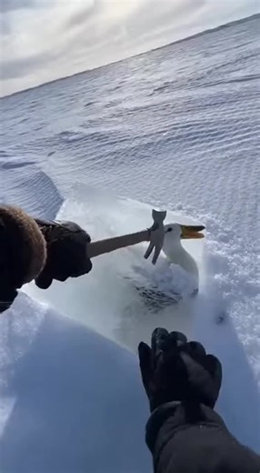 Breaking the Ice to Save Frozen Ducks | POV Rescue season 1 Several ducks were trapped, frozen by ice on a winter field. Careful strikes. Cracking ice. One by one, they were freed. Panic turned into movement. Some ran. Some flew. Sometimes, help is just breaking the ice. Silent Cry Rescue. #SilentCryRescue #DuckRescue #AnimalRescue #POVRescue #FrozenAnimals