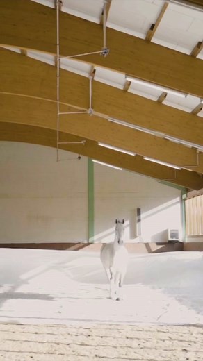 20K views · 885 reactions | What is Environmental training & why is it important? If you want more of my training content go to Will Rogers Approach #horse #horses #cheval #caballos #pferd #paard #cavallo #pferde #reels #instahorses #horselove #horsemanship #horseaddict #dressage #showjumping #equestrian #equestriansofinstagram #reels #horsesofinstagram #equine #equestrianlife #libertyhorse #horselife #horsestagram #horseriding #instahorse | Will Rogers Horses | Facebook