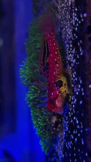 #aquariumsofyoutube #aquarium #fishkeepinghobby #fish #reeflife #fishtank #saltwaterfix #coral