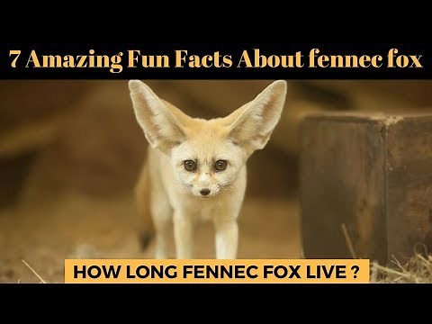 Fennec fox fun facts for kids Amazing facts about baby fox pet habitat and behavior for kids