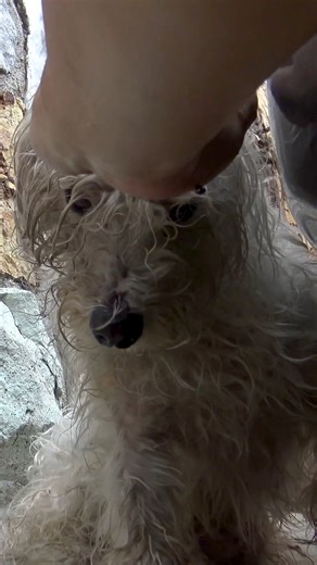 Hope For Paws on Instagram: "A microchip is a lifeline for your pets, and it can save their lives! Please make sure your pets are microchipped and that the information on it is current. 🛜 Thanks, Eldad"