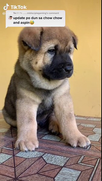 German Shepherd Chow Chow Mix: Update on Adopted Dog