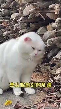 If you use white vinegar to keep cats all problems will disappear#kitty#Experience