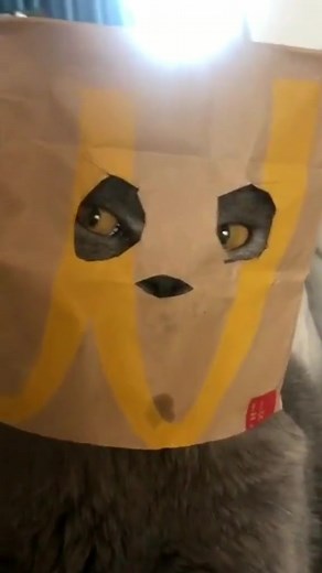 Grey Cat with Humorous Paper Bag Reaction