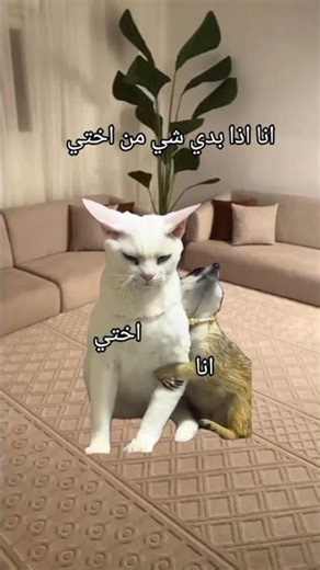 استوريات انستا 🐼🐣ستوريات بنات كيوت 🧸☃️استوريات 2025 جديده