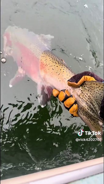 Oregon Steelhead Fishing - Fall Season Hype