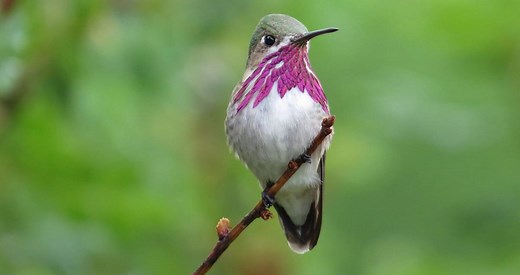 Calliope Hummingbird Identification, All About Birds, Cornell Lab of Ornithology