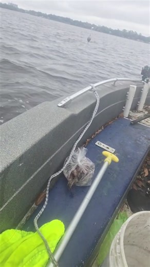 Debra Allen on Reels