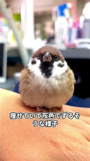 日本のスズメが外国人に新種と間違えられる理由はヤバすぎる