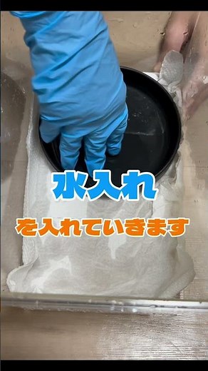 【世界最大級のアマガエルを飼育する方法】#カエル#カエルの飼い方 #イエアメガエル #カエルの飼育 #カエルの鳴き声 #beetle #クワガタ#昆虫観察